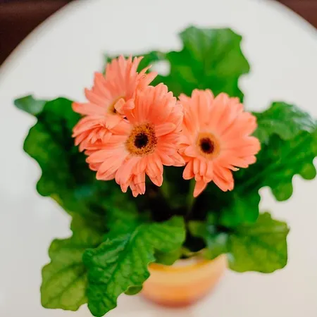 Svätá Trojica Appartamento *