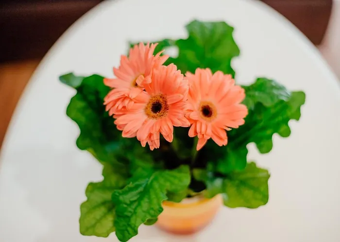 Svaeta Trojica Διαμέρισμα *